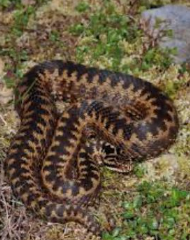 <p>Nordalpen, GR, Jura</p>