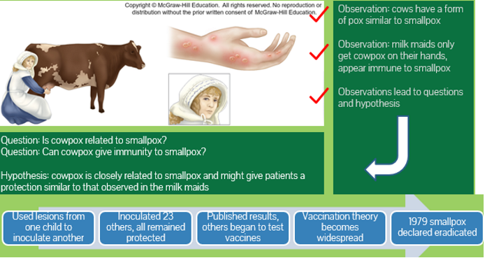 <p>used the scientific method in disease control </p><p>Experiment 1 </p><p>- Took scraping from cowpox blisters on a milk maid hand </p><p>- Inoculated the scrapings into a boy who had NOT had smallpox </p><p>- The boy developed minor symptoms but remained healthy </p><p>Experiment 2</p><p> - A few weeks later the child was exposed twice to pus from active smallpox lesion </p><p>- He did NOT acquire smallpox and appeared to have immune protection</p>