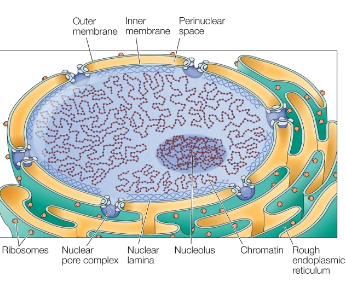 <ul><li><p>Outer Membrane</p><ul><li><p>Continuous w rough ER membrane</p></li></ul></li><li><p>Inner Membrane</p><ul><li><p>Integral membrane proteins bind nuclear lamine proteins</p></li></ul></li></ul><p></p>