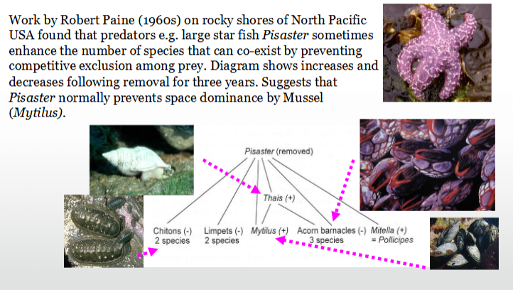 <p>The Pisaster Star fish is a<span> keystone predator that feeds on mussels. It controls the mussel population and prevents it over-dominating the shores of NW USA. This maintains diversity of other marine life e.g. limpets, barnacles, chitons. Other species, such as Whelk, could be seen as “lesser” predators. </span><span><span>The dog whelk Nucella (Thais) lapillus also feeds on the mussel Mytilus edulis on rocky shores of</span><span><br></span><span>New England. When it mounts a mussel it tries to drill a hole in the shell. However the mussels can fight back and respond by attaching byssal threads to the snail. This traps them and exposes them to crab predation.</span></span></p>