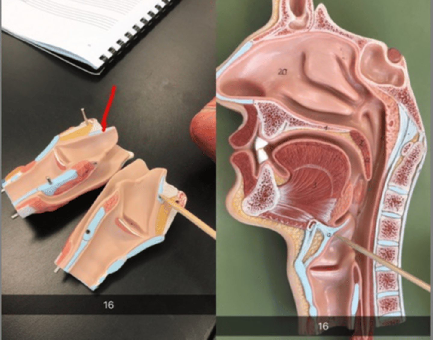 knowt flashcard image
