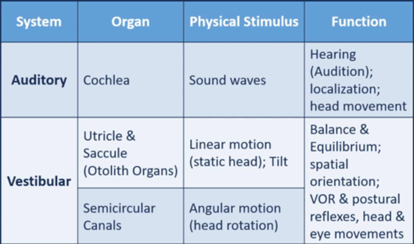 <p>1. hearing (audition)</p><p>2. localization (knowing where a sound is coming from)</p><p>3. head movement (i.e. hearing a sound and looking in that direction) </p>