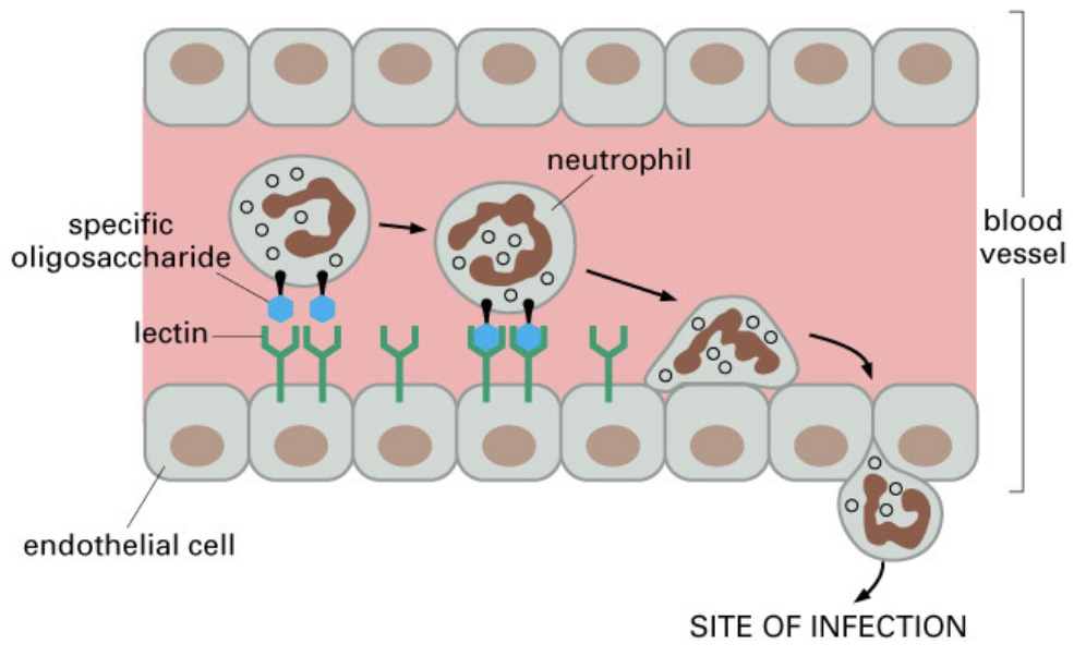 <p>recruitment of white blood cells to sites of infection</p>