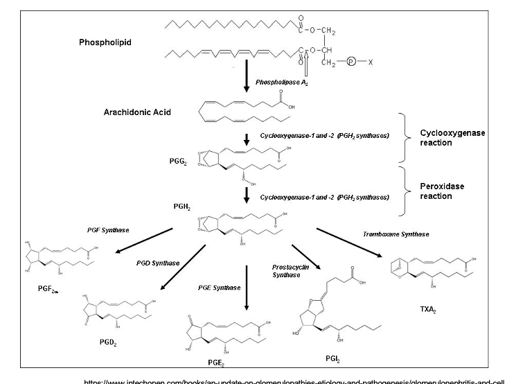 <ul><li><p>arachidonic acid is cleaved from phospholipid by PLA2</p></li><li><p>arachidonic acid → PGG2 </p><ul><li><p>enzyme = COX1 and 2</p></li><li><p>cyclooxygenase rxn</p></li></ul></li><li><p>PGG2 → PGH2 </p><ul><li><p>enzyme = COX1 and 2</p></li><li><p>peroxidase rxn</p></li></ul></li><li><p>PGH2 becomes hella prostanoids</p><ul><li><p>→ PGF2<span>α thru <u>PGF synthase</u></span></p></li><li><p>→ PGD<sub>2</sub> thru <u>PGD synthase</u></p></li><li><p>→ PGE<sub>2</sub> thru <u>PGE synthase</u></p></li><li><p>→ PGI<sub>2</sub> thru <u>prostacyclin synthase</u></p></li><li><p>→ TXA<sub>2</sub> thru <u>tromboxane synthase</u></p></li></ul></li></ul><p></p>