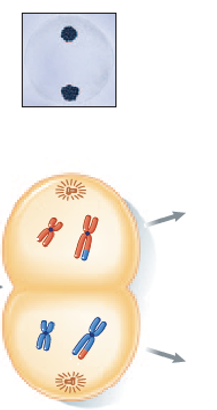<p>Individual chromosomes gather at each of the two poles.</p>