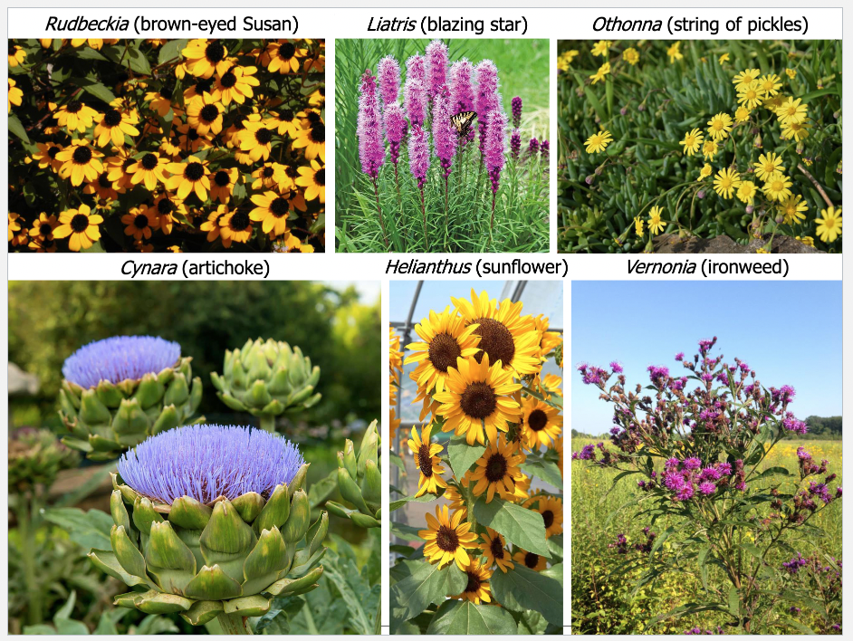 <p>Aster or Sunflower Family</p><p>Composite "flowers" formed of many small, individual ray and/or disk florets</p>
