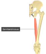 **O:** ischial tuberocity

**I:** pes anserinus/posterior medial tibia