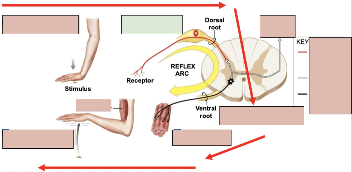 <p><span style="background-color: transparent;"><span>Activation of a sensory neuron</span></span></p>