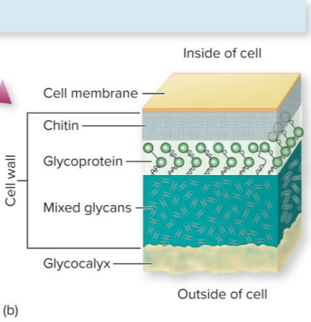 <ul><li><p>Rigid and provide structural support and shape</p></li><li><p>Different in chemical composition from bacterial and archaeal cell walls</p></li><li><p>Thick inner layer of polysaccharide fibers composed of chitin or cellulose</p></li><li><p>Thin outer layer of mixed glycans</p></li></ul>