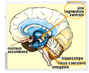 <p>**Régions clés du circuit des récompenses</p><p>1) Aire tegmentale ventrale (ATV) : </p><ul><li><p>Lieu de synthèse de la dopamine</p></li><li><p>Projections axonales au noyau acumbens, au cortex frontal, à l’amygdale et aux tubercules olfactifs</p></li></ul><p>2) Locus coeruleus : </p><ul><li><p>« Centre d’alarme du cerveau » (ex : on a faim, on est en manque d’une substance dont on est dépendant)</p></li><li><p>Stimulé par une situation de manque</p></li><li><p>Donne une motivation d’aller chercher ce dont on a besoin </p></li></ul><p></p>