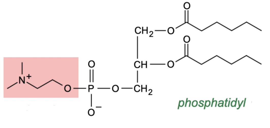 <p>phosphoacylglycerol compound with R group ester-fied to phosphodiester</p><p>derivative of choline alcohol</p><p>phosphatidylcholine</p><p><span>pos. N amide</span></p>