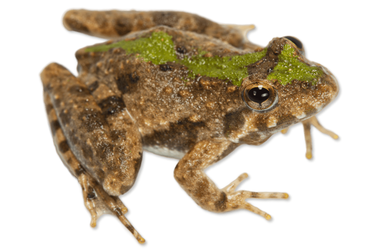 Blanchard’s Cricket Frog