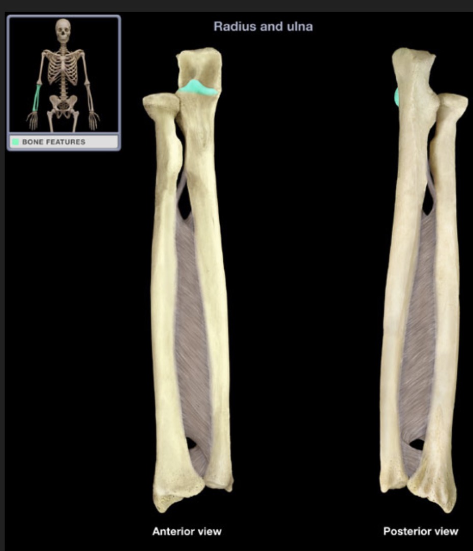 <p><span style="font-family: Arial, sans-serif; color: rgb(45, 59, 69)">located on the proximal end of the ulna, smaller than and distal to the olecranon process</span></p>