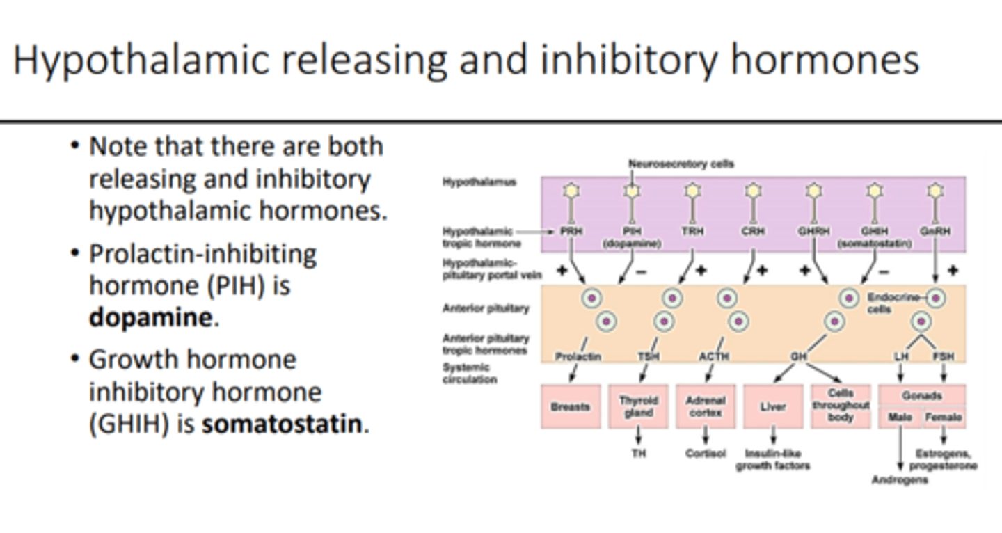 <p>1. growth hormone inhibitory hormone (somatostatin)</p><p>- single chain of 14 AA</p><p>- inhibits secretion of growth hormone</p><p>2. prolactin-inhibiting hormone (PIH)</p><p>- dopamine</p><p>- inhibits secretion of prolactin</p>