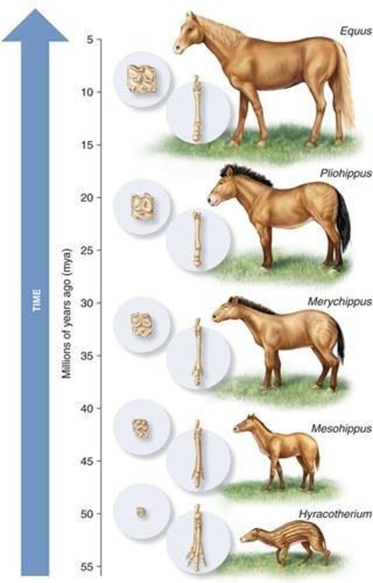 <p>Larger, longer legs, and molars evolved from browsers to grazers.</p>