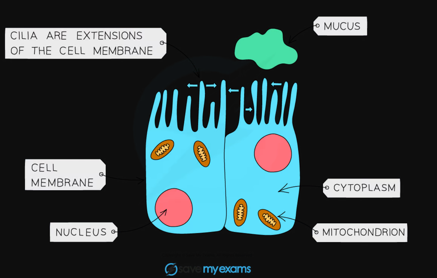 <p>How are ciliated epithelial cells adapted to their functions?</p>
