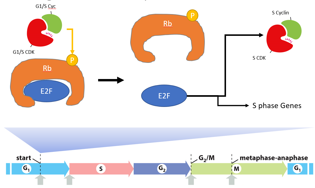 **E2F** transcription factor is inhibited by **Rb**.

\
__Signal for division__:

* **G1/S Cdk-cyclin complex** is activated
* Rb phsophorylated
* Rb released E2F
* E2F activates **S phase genes** (including S cyclin)