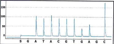 <ol start="235"><li><p>What is the sequence of the DNA shown on this pyrogram?</p></li></ol><p>a. allele 1: ATACGTGCC allele 2: ATACGTGCC</p><p>b. allele 1: ATACGTGCC allele 2: ATACGTACC</p><p>c. allele 1: ATACGTGAGC allele 2: ATACGTGAGC</p><p>d. allele 1: ATACGTGACC allele 2: ATACGTGACC</p><p></p>