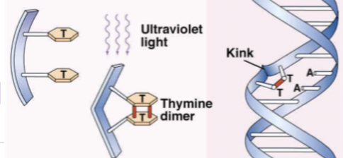           

UV treatment = disinfection 

  

220-300nm

  

UV light changes the DNA structure, get complexes between adjacent nucleotide

  

Get Thymine dimer, binding together on DNA strand causing a kink,  which means that the polymerase cant go along and read that dna as there is a kink

      