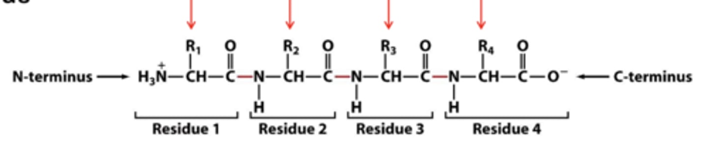<p>protein charge from amino acid ionizable side chains and terminal ends</p>