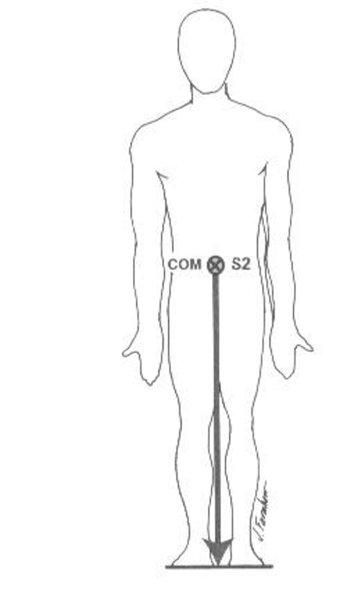 <p>The force that pulls objects toward the center of the Earth</p>