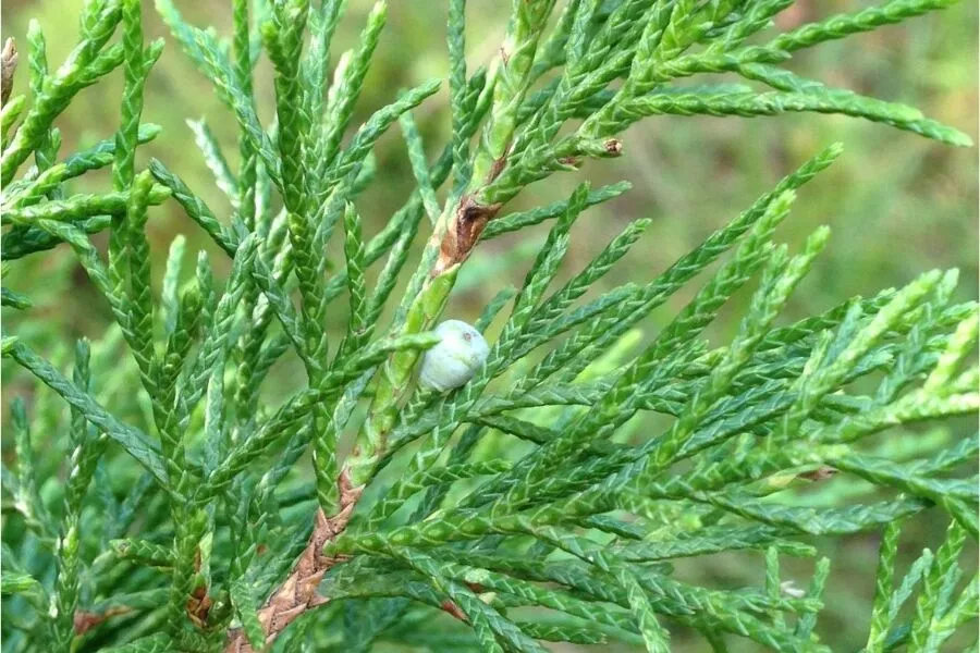 <p>Family:</p><p>Genus:</p><p>Species:</p><p>Common Name:</p>