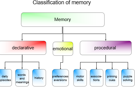<p>Declarative, Emotional, and Procedural memory.</p>