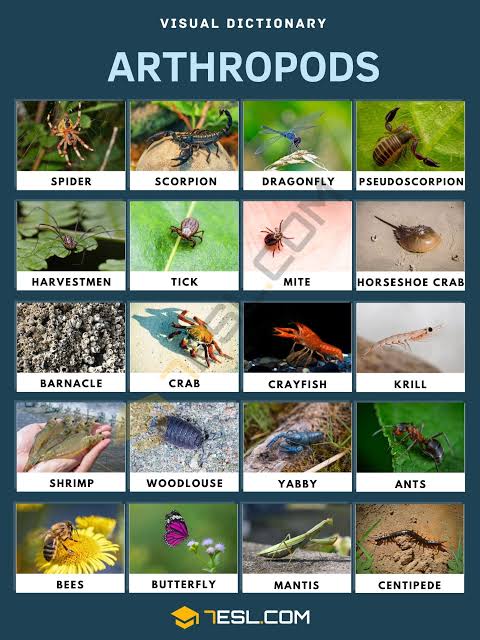 <ul><li><p>examples are class insects (grasshopper) and class crustaceans (crab or beetles) and class arachnids (spider) and class Chilopoda (centipedes)</p></li><li><p>Organs with organ system</p></li><li><p>Triploblastic</p></li><li><p>Bilateral symmetry</p></li><li><p>Cephalisation</p></li><li><p>Coelomates</p></li><li><p>Protostomes</p></li><li><p>Motile</p></li><li><p>Exoskeleton consisting of polysaccharides and chitin it does not grow within the animal it must be shed periodically</p></li><li><p>They don’t regulate their body temperature</p></li><li><p>waste is Uric acid by Malpighian tubes</p></li><li><p>If they are terrestrial internal sexual fertilisation if they are aquatic external sexual fertilisation, the female lays her eggs and the male releases sperms into the water and the eggs are fertilised in the water</p></li><li><p>They have a full digestive system made of mouth, oesophagus stomach, and anus</p></li><li><p>Others (page 22)</p></li></ul><p></p><p></p>