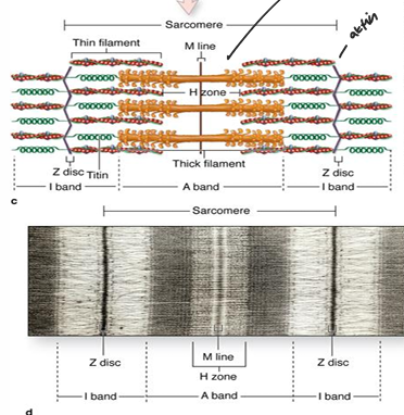 <p>nejmenší opakující se podjednotka, od jedné Z-linie k druhé, v klidovém stavu cca 2,5 µm</p>