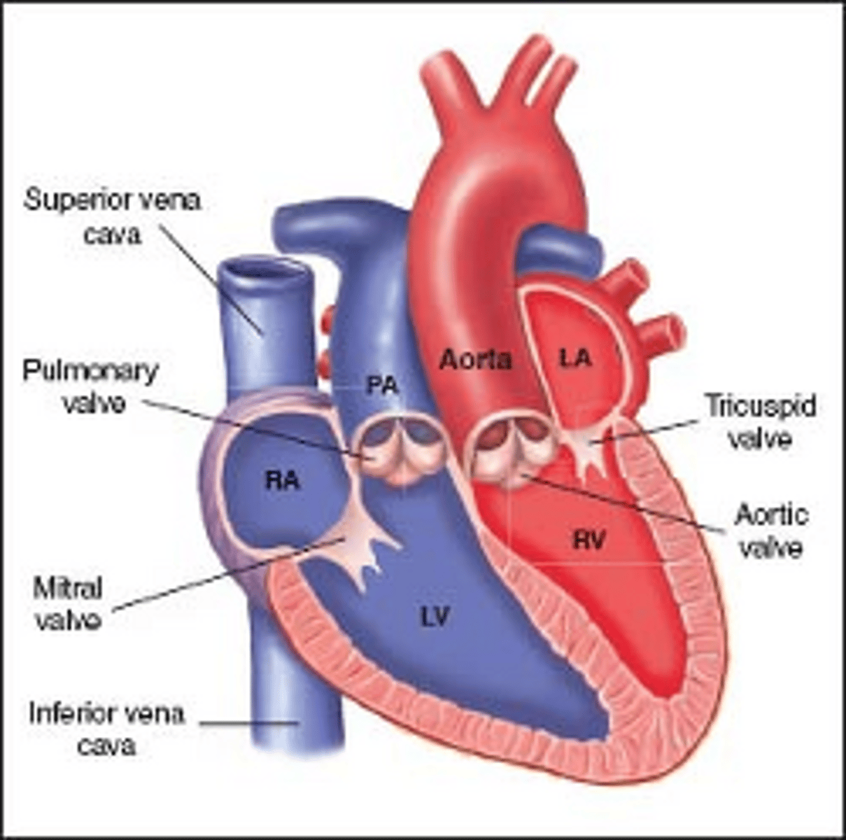 <p>Congenitally corrected transposition of the great arteries (CCTGA) is a rare heart defect in which the heart's lower half is reversed. </p><p>It is also called L-TGA. It is different from and much less common than "regular" transposition of the great arteries (TGA or D-TGA). Tricuspid is on left side of heart and mitral is on right side. </p><p>**Commonly will have "systemic" RV dysfunction with tricuspid regurgitation.</p>