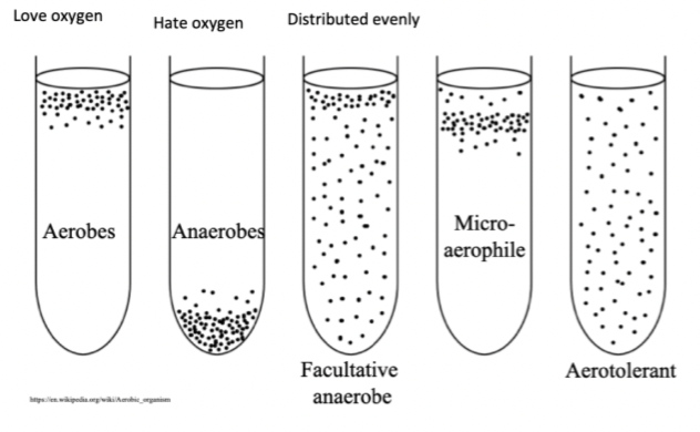 Oxygen is toxic to some micro-organisms

Making superoxide's, peroxides that can break the cell walls

uses superoxide dismutase to convert oxide to o2g

      