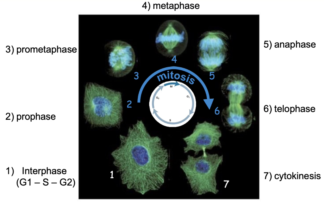 <ul><li><p><strong>Interphase (G1, S, G2):</strong> Prepares for mitosis</p></li><li><p><strong>Prophase:</strong> Chromosomes condense, centrosomes separate. mitotic spindle assembles</p></li><li><p><strong>Prometaphase:</strong> Chromosomes attach to spindle via kinetochores</p></li><li><p><strong>Metaphase:</strong> Bipolar attachment, chromosomes align at equator</p></li><li><p><strong>Anaphase:</strong> Sister chromatids pulled apart</p></li><li><p><strong>Telophase:</strong> Chromosomes decondense, nuclear structures reform, mitotic spindles disassemble</p></li><li><p><strong>Cytokinesis:</strong> Cell membrane pinches → two daughter cells</p></li></ul><p></p>