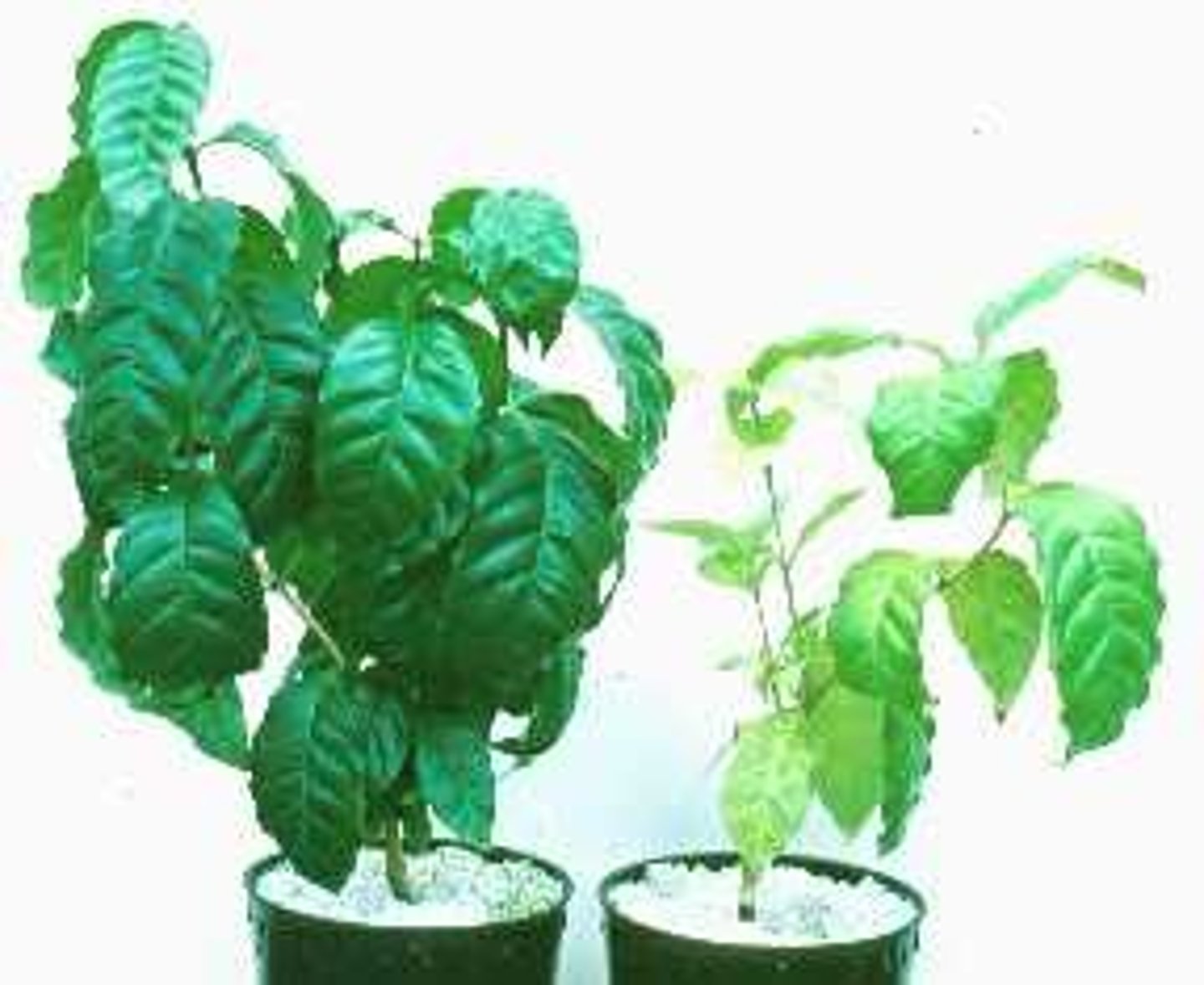 <p>- lack of <b>amino acids / proteins </b><br>- can <b>stunt growth</b> <br>- cause <b>yellow leaves</b> (chlorosis)</p>