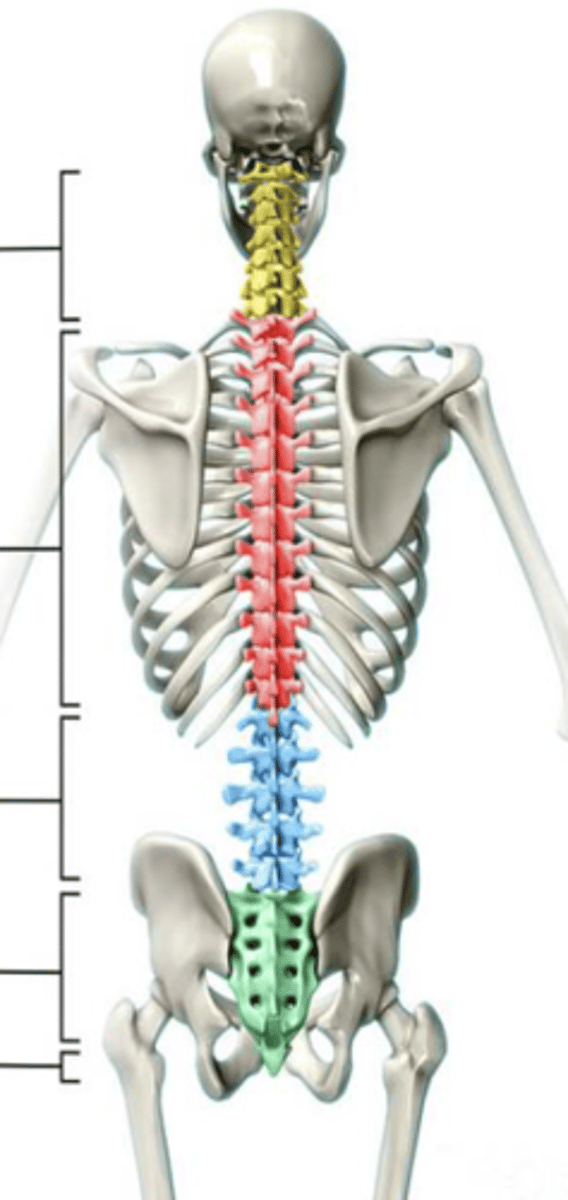 <p>What are the vertebrae called labeled in red?</p>