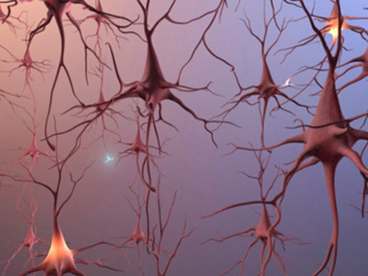 <p>Formation of new neurons</p>