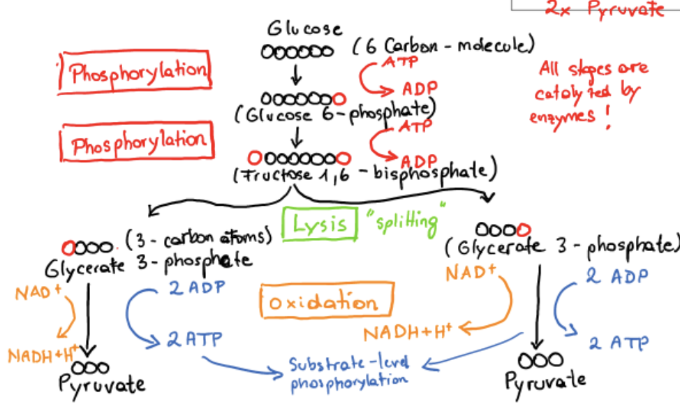 <p>conversion of glucose to pyruvate</p><ul><li><p>preparatory phase</p></li><li><p>payoff phase</p></li></ul><p></p>
