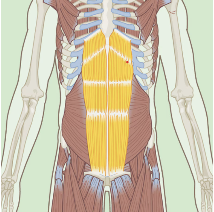 <p>Rectus Abdominis</p>
