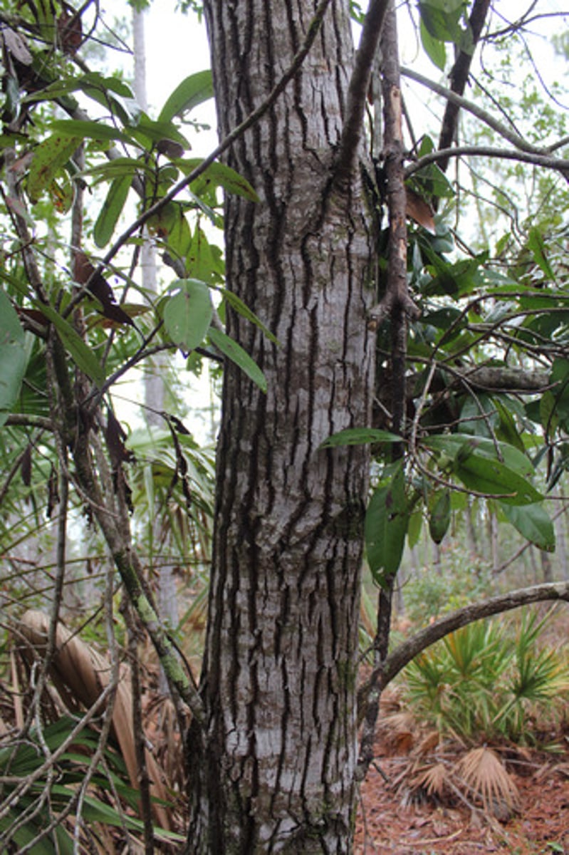 <p>what tree's bark is pictured here?</p>