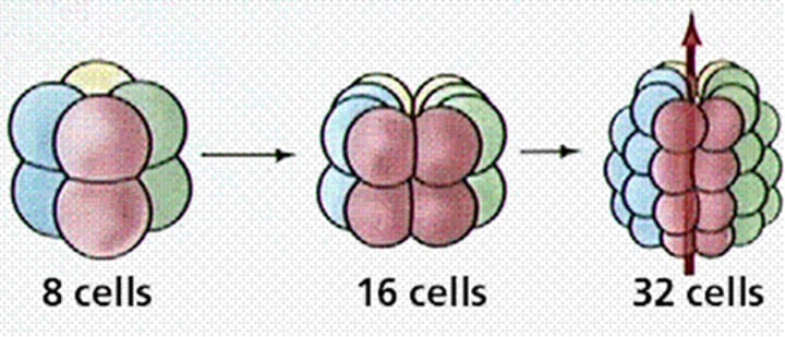 <p>A type of embryonic development in deuterostomes in that the planes of cell division that transform the zygote into a ball of cells are either parallel or perpendicular to the polar axis, thereby aligning tiers of cells one above the other.</p>