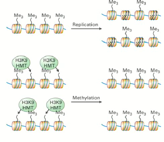 <ul><li><p>A specific histone methyltransferase (HMT) recruits H3K9me3 to methylate neighbourhouring histones that have not been marked yet, and this cell information is conserved through different generations.</p></li></ul><p></p>