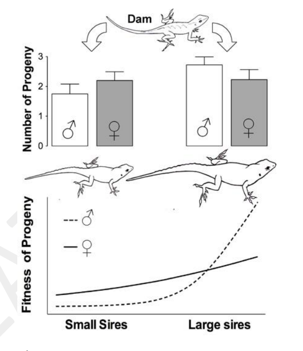 Similar to red deer, female anole lizards can adjust the sex ratio of their developing offspring. According to the figure on the right, when a female brown anole (dam) chooses a small mate (sire), the overall fitness of her offspring (progeny) is _____, and she adjusts the sex ratio of her brood to be ______ biased. 

A. lowest; male B. lowest; female C. highest; male D. highest; female E. highest; un-