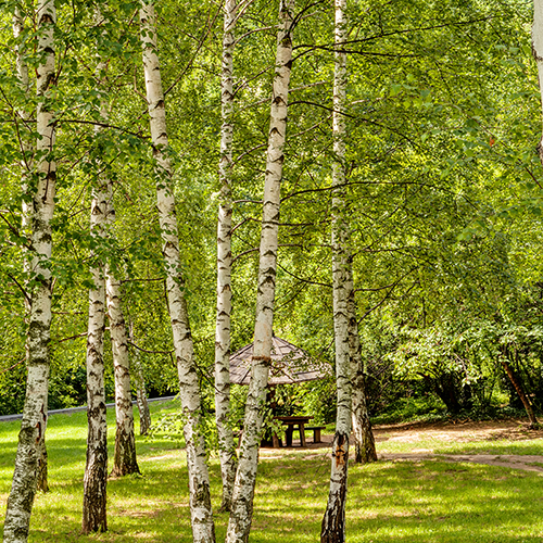 <p>Silver birch - <em>Betula pendula</em></p>