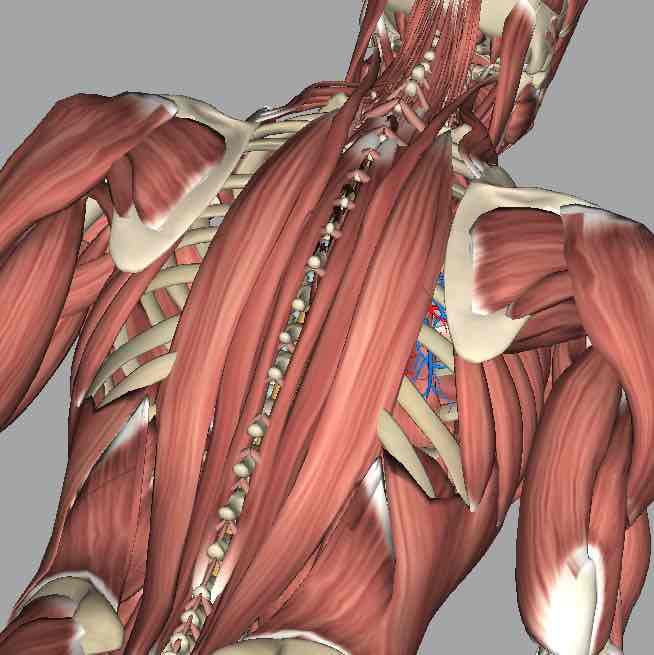 <p>Group of muscles running from the lower vertebral column to the skull, consisting of iliocostalis, longissimus, and spinalis muscles.</p>