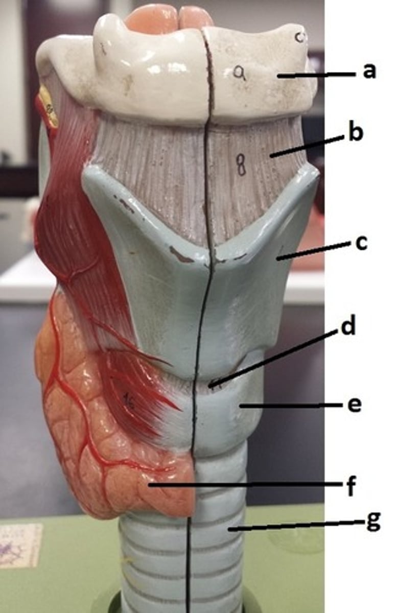 <p>b</p>