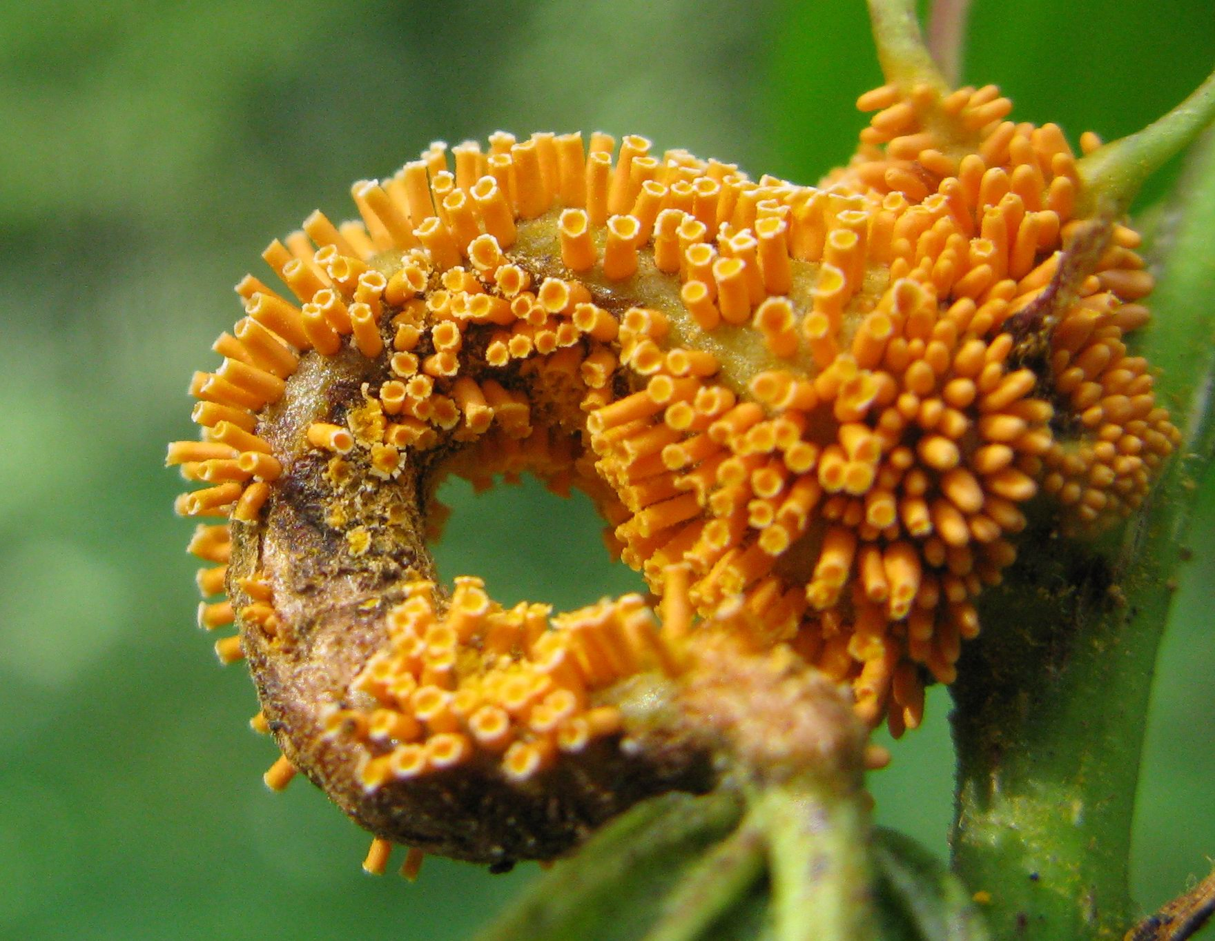 <p><span><span>Rez korunkatá</span></span></p>