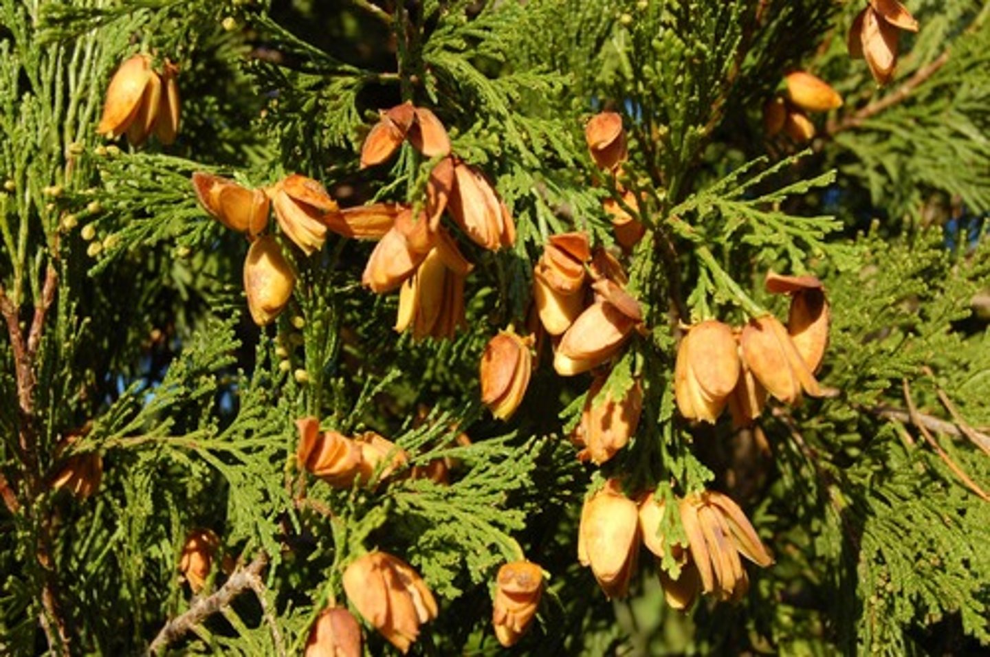 <p>Calocedrus decurrens<br>Cupressaceae</p>