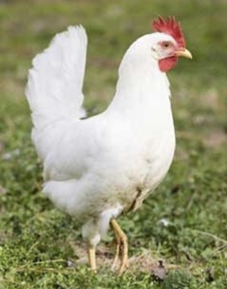 <ul><li><p>280-300 large white eggs a year </p></li><li><p>prolific egg layers </p></li><li><p>butchered at 16 weeks, 5-6 lbs</p></li></ul><p></p><p></p>