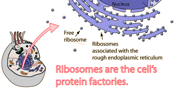 <p class="MsoListParagraphCxSpMiddle">Found in nucleoli, cytosol, outer surfaces of rough ER, and nuclear envelope</p><ul><li><p class="MsoListParagraphCxSpLast">Assemble amino acids into proteins specified by the genetic code</p></li><li><p class="MsoListParagraphCxSpLast">Small granules of protein &amp; rRNA</p></li></ul><p></p>