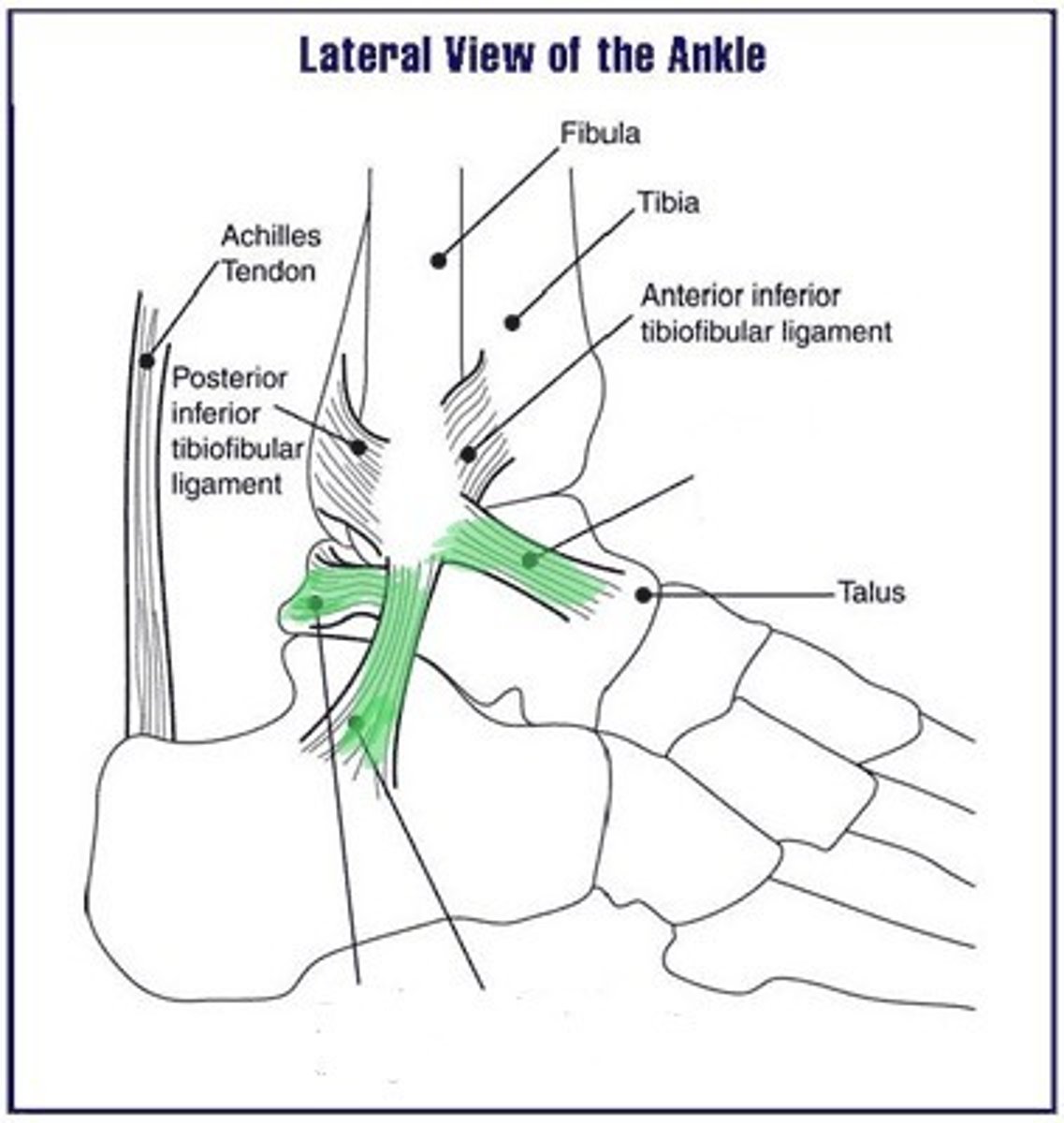 <p>Anterior talofibular ligament</p><p>Calcaneofibular ligament</p><p>Posterior talofibular ligament</p>
