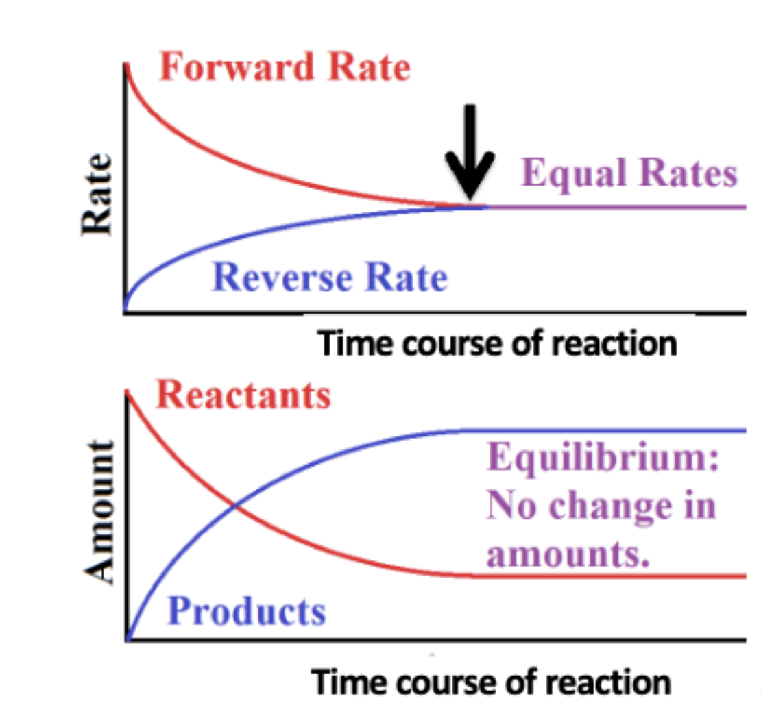 <p>the state in which forward and backward reaction rates are the same and there is no net change in the concentrations of reactants or products</p><p>this is because chemical reactions can run in both directions</p>